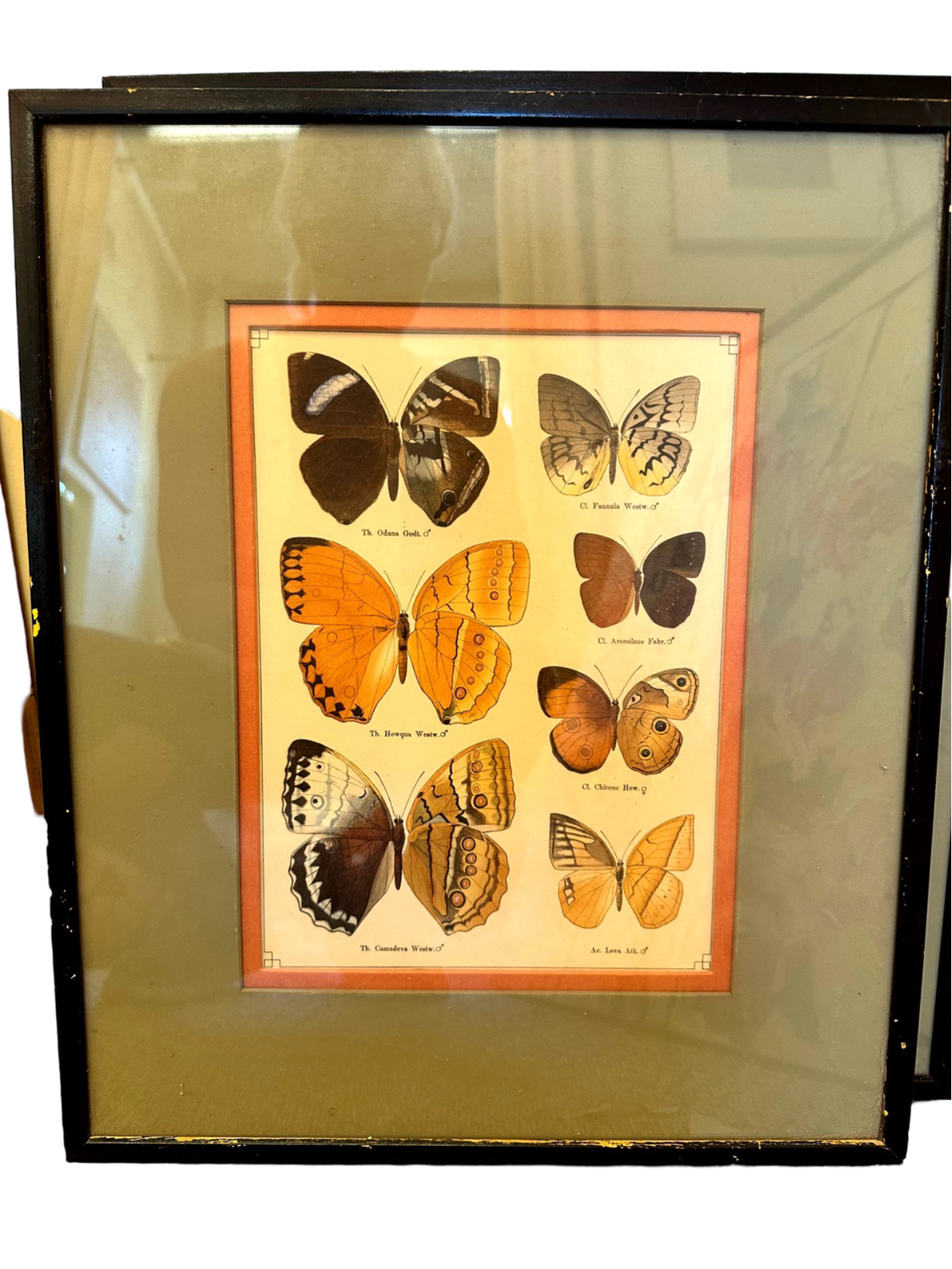 Handcolored Butterfly lithograph, framed