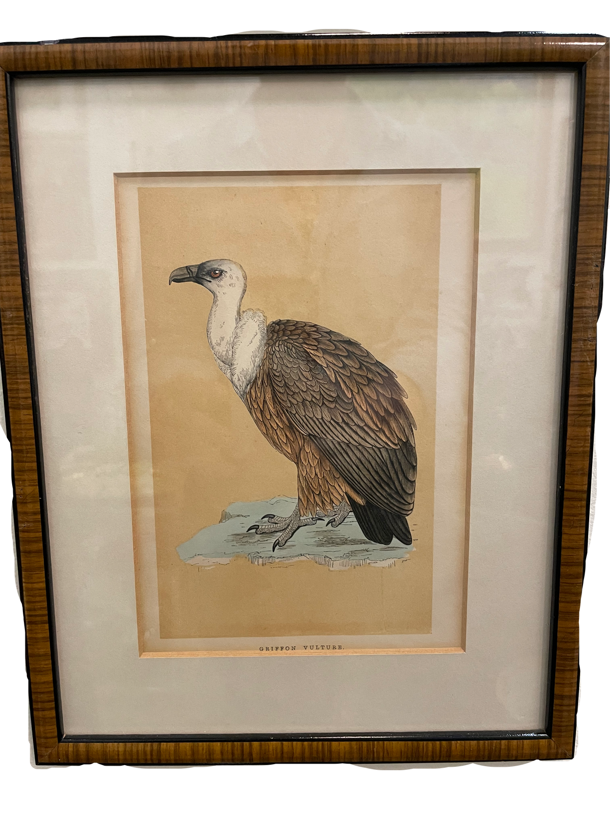 Set of 4 Bird Handcolored Engravings