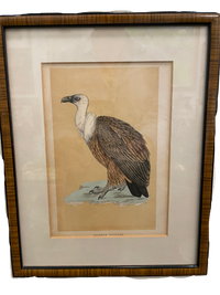 Set of 4 Bird Handcolored Engravings