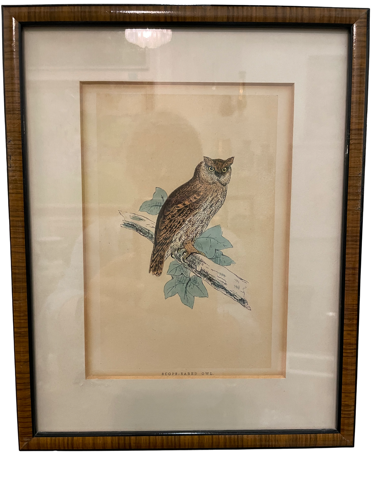 Set of 4 Bird Handcolored Engravings