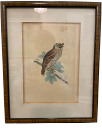 Set of 4 Bird Handcolored Engravings