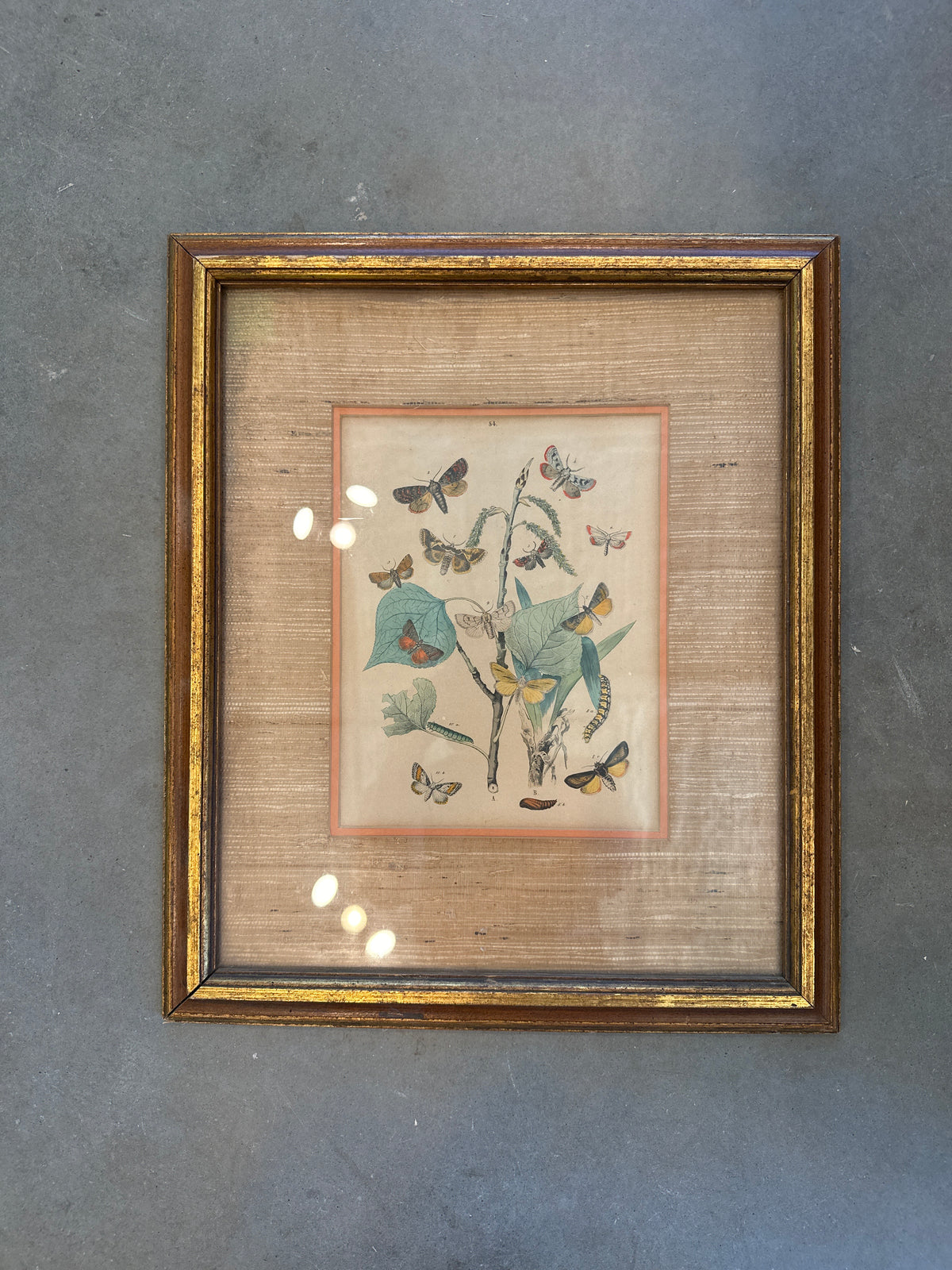 Vintage butterfly lithograph