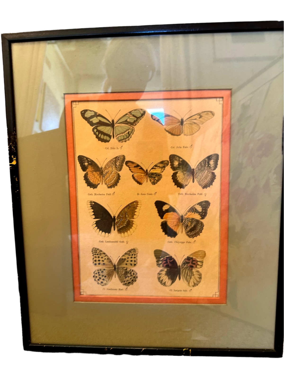 Handcolored Butterfly lithograph, framed