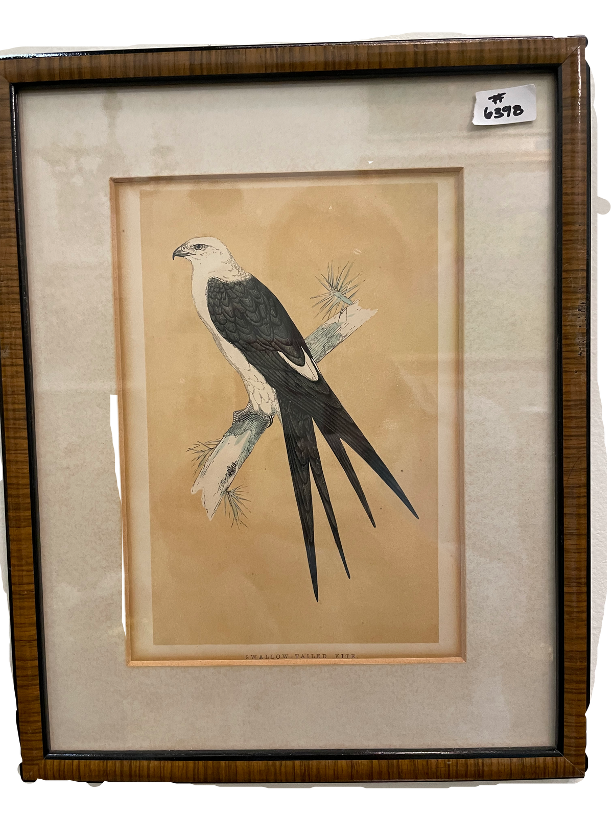 Set of 4 Bird Handcolored Engravings