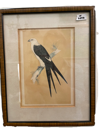 Set of 4 Bird Handcolored Engravings