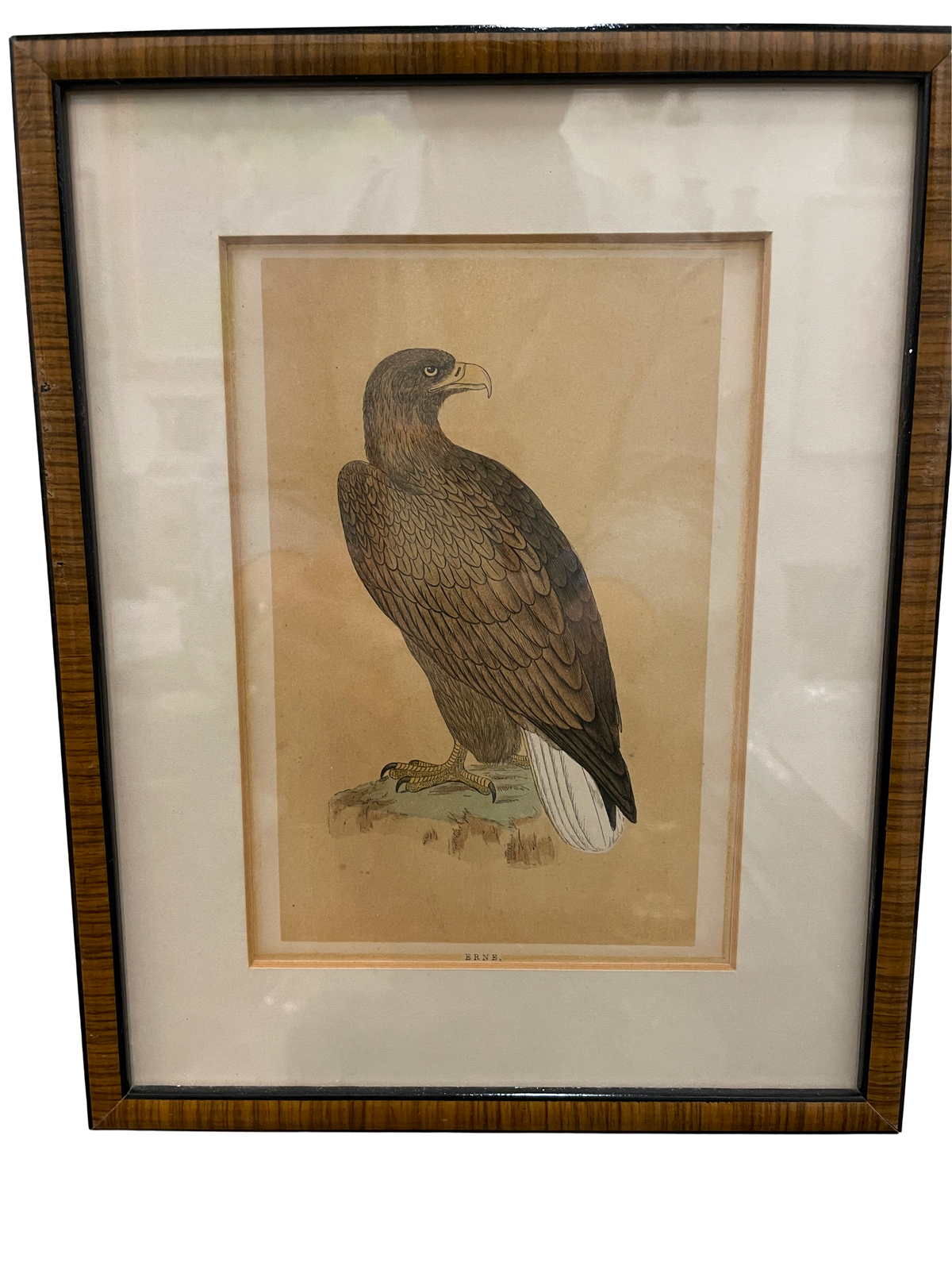 Set of 4 Bird Handcolored Engravings