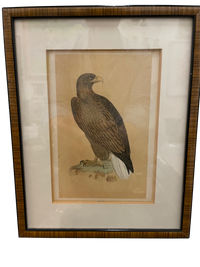 Set of 4 Bird Handcolored Engravings