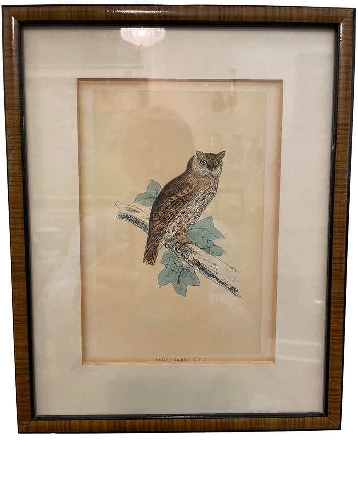 Set of 4 Bird Handcolored Engravings